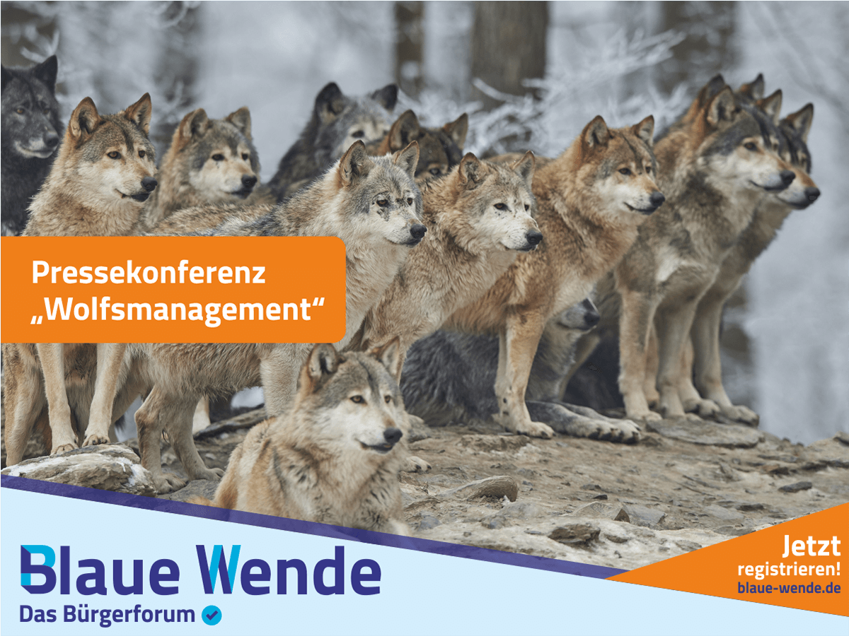 Wolfsmanagement in Sachsen