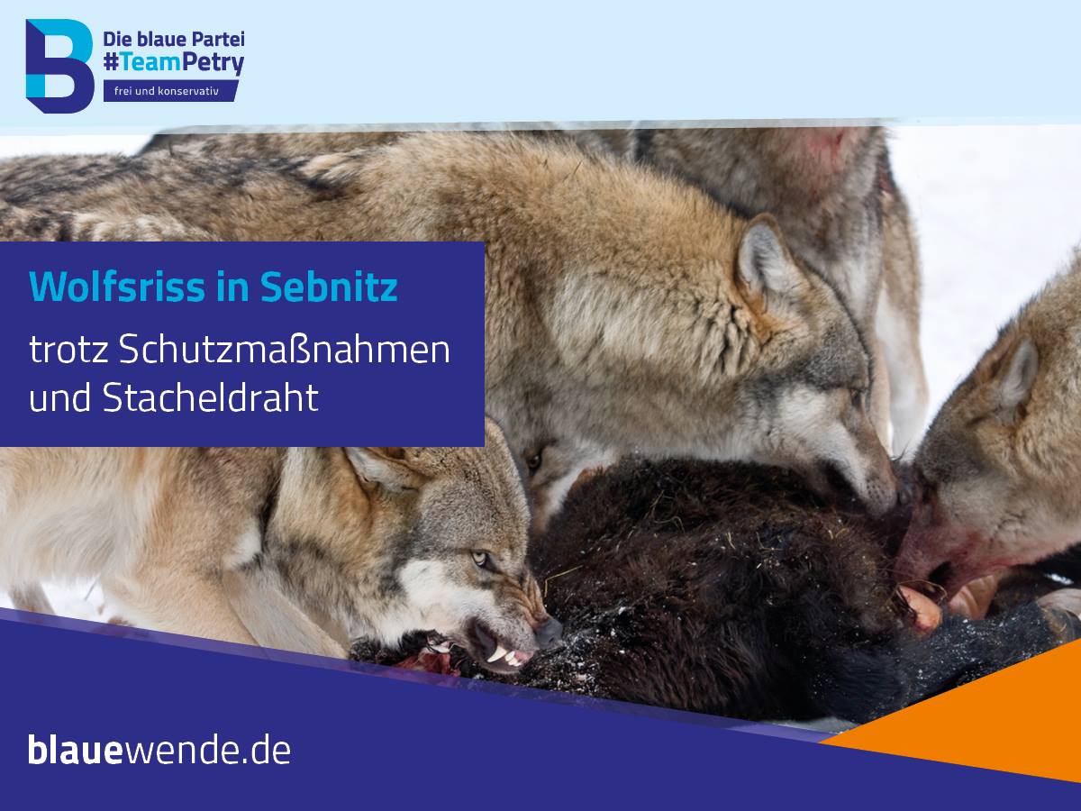 Wolfsexperiment auf Kosten der Tierhalter muss beendet werden